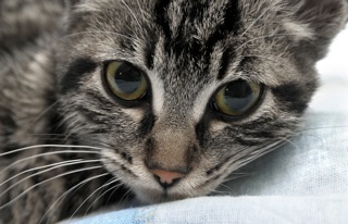 Gray cat close up face