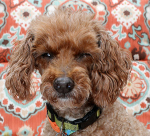 Dog with cataracts